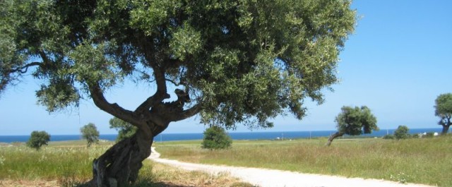 In Puglia in bici tra ulivi e mare
