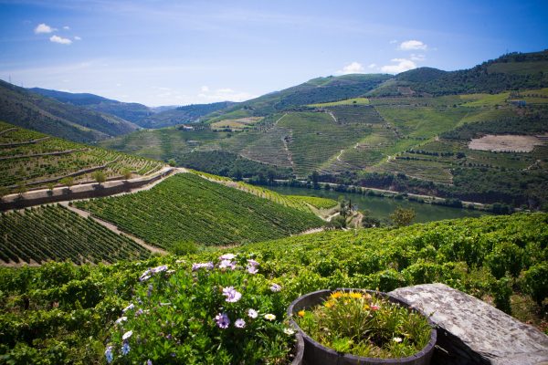 La Valle del Douro: itinerari “di-vini”